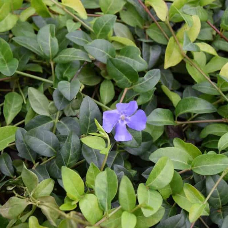 Vinca minor ---